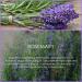 SALKING Rosemary Essential Oil 120ml - 100% Pure Natural Therapeutic Grade Aromatherapy Oil for Energy Boost and Nasal Congestion Relief - Fragrance Oil for Diffuser - Gift for Women - Buy Online on GoSupps.com