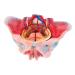 Female Model with Nerve Muscles & Organs Life Size - Buy Online on GoSupps.com