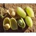 Organic Raw Garbanzo Beans (Chickpeas) - Non-GMO, Kosher, Sproutable, Low Sodium, Bulk, Vegan, High Dietary Fiber - 10LB - Buy Online on GoSupps.com