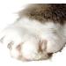 SOFTCLAWS Large Transparent Claw Protectors for Cats | Prevent Furniture Damage & Scratches - International Shipping Available - Buy Online on GoSupps.com