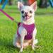 Joyal Dog Harness - Reflective Soft Padded Air-Mesh Breast Harness for Puppies & Small Dogs - XS Hot Pink (34-38cm) - Buy Online on GoSupps.com