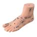 Mengmen 1 piece 19 cm foot reflexology model foot acupuncture needle acupuncture point model foot acupuncture point model left