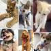 zosenda Extra Loud Cat & Dog Bell 11 Pcs Brass Dog Collar Bell Set Pet Tracker Retro Style Anti-Lost Location Bell for Cat Dog Collar Decoration Training Walking Hiking Hunting (Assorted Sizes) - Buy Online on GoSupps.com