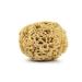 Aristos Premium natural sponge - 1 year durable - not bleached - from Greek water - bathing sponge - plastic -free packed sponge 13-14cm