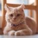 Pawtitas Reflective Cat Collar | Safety Buckle & Bell | Personalized & Customizable | Teal - Buy Online on GoSupps.com
