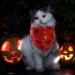 Halloween Dog Hollows - 2 Piece Party Decoration for Dogs & Cats | Pumpkin Spider Web Bats | Perfect for Small to Large Pets - Buy Online on GoSupps.com