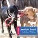 KONG Durable Stretchy Rubber Tug of War Dog Toy - Medium Dogs - Buy Online on GoSupps.com