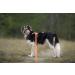 Twinkys Dog Style Tow Leash - 15mm Wide 40m Length Rubberized For Dogs Up to 50kg - Made in Germany - Durable Orange Dog Leash - Buy Online on GoSupps.com