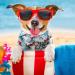 Pet Hawaiian Shirt Fashionable Breathable Dog Summer T-Shirt Comfortable Seaside Resort Style Pet Clothes Puppy Clothing for Small to Medium Dogs Cats(S) - Buy Online on GoSupps.com