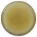 WISE WAYS HERBALS Salve All Heal 2 OZ - Natural Healing Balm - Buy Online on GoSupps.com