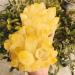 Home Decoration 600-700g New Find Yellow Phantom Quartz Crystal Cluster Specimen 1pc Stones - Buy Online on GoSupps.com