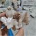Natural Crystal Rough 70g-95g Natural Zeolite Crystal Raw Crystal Specimen Decoration - Buy Online on GoSupps.com