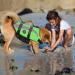 Emust Dog Swimming Vest for Large Dogs - Ripstop XXL Green Pool & Swim Safety Vest with Double Rescue Handles - Buy Online on GoSupps.com