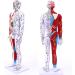 85Cm Male Acupuncture Manikin Human Body Model with Pressure Point and Twelve Meridians for Study Teaching Supplies Meridian Acupuncture Point Model