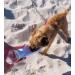 Portable Dog Drinking Bottle 550ml - Foldable Dishwasher-Proof BPA Free | Ideal for All Dog Sizes - On-the-Go Hydration - Buy Online on GoSupps.com