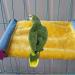 Cozy Winter Bird Nest House Bed Hammock Toy for Parrot Parakeet Cockatiel Conure African Grey - Perfect for Eclectus, Amazon, Lovebird, and More | Ideal for Hamsters, Rats, Chinchillas, and Small Pets - Cage Perch Included - Buy Online on GoSupps.com