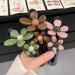Retro Flower Duckbill Straight Clips Elegant Flower Flat Strong Hold Matte Claw Hair Clips Flower Flat Hair Clips Matte (3pc-F 11.5CM) 3pc-f 11.5CM - Buy Online on GoSupps.com