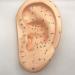 Ear Acupuncture Template Template - Human Giant Ear Acupuncture Template - Chinese Medicine Ear Pattern - Buy Online on GoSupps.com