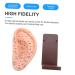 Solustre Ear Massage Model - Natural Size Human Ear Acupoint Tool with Base - Buy Online on GoSupps.com
