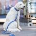 Trixie Cavo Dog Leash S-M - 1m 12mm Indigo/Royal Blue - Short Leash for Small to Medium Dogs | Best Control - Buy Online on GoSupps.com