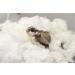 Natural Cotton Nesting Material for Small Pets - Eco-Friendly Bedding for Sugar Gliders, Hamsters, Rabbits, and More - 1.5 oz - Buy Online on GoSupps.com