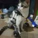 Dog Wheelchair for Back Legs 5 Types Cart Pet Wheelchair for Handicapped Hind Legs Small Dog Cat/Doggie/Puppy Walk Stainless Steel XXS-M (Size : XS) X-Small - Buy Online on GoSupps.com