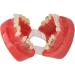 Buy Ververt Touch Ceramic Dental Orthodontic Bracket Model - 24 Teeth Demo Model for Teacher Training | International Shipping Available - Buy Online on GoSupps.com