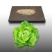 500 Seeds to sow Le Grenier d Abondance Appia Butter Lettuce Lactuca Sativa
