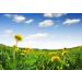 Buy 12000+ GMO-Free Dandelion Seeds | Untreated Herb Plant Collection for Home Garden - International Shipping - Buy Online on GoSupps.com
