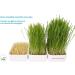 the micro farmers mf Cat Grass Grow Kit 12 Portion Refill with Organic Seed and Natural Grow mats 240 g(Pack of 1) - Buy Online on GoSupps.com