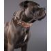 Handmade Leather Dog Collar - 5cm Wide Soft & Luxurious - Best for Large & Medium Breeds (49.5-60 cm) - Brown - Buy Online on GoSupps.com