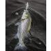 Bomber Jointed Wake Minnow Fishing Lure - V-Wake Bone Flash, Fish-Enticing Design - Buy Online on GoSupps.com