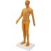 High-Quality Acupuncture Point Body Model - Exquisite Craftsmanship & Practical Accessories for Training - Buy Online on GoSupps.com