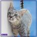 FELIWAY CLASSIC Diffuser Refill 3-Pack - Use with FELIWAY Cat Diffusers - Comforts Cats at Home & Helps Control Unwanted Urine Spraying Cat Scratching and Hiding (90 Day Supply FELIWAY Refill C238) - Buy Online on GoSupps.com