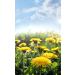Buy 12000+ GMO-Free Dandelion Seeds | Untreated Herb Plant Collection for Home Garden - International Shipping - Buy Online on GoSupps.com