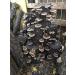 DIY Shiitake Mushroom Log Kit - Mr. Stumpy | Grow Your Own Mushrooms - Buy Online on GoSupps.com