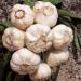 GARLIC BULB (1/2 Pound), FRESH CALIFORNIA SOFTNECK GARLIC BULB FOR PLANTING, EATING AND GROWING YOUR OWN GARLIC, COUNTRY CREEK BRAND 8 Ounce (Pack of 1)