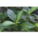 Buy Bitter Leaf Soap - Natural Herbal Cleansing for Healthy Skin | International Shipping Available - Buy Online on GoSupps.com