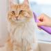 Higyee Cat Care Brush | Easy Fur Removal for Long-Haired Pets | Depilatory Tool for Cats & Dogs - Buy Online on GoSupps.com