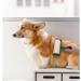 Square Lint Roller for Pet Hair - Extra Sticky with 6 Refills | Large Surface Fur Removal Tool for Furniture & Clothes - Green - Buy Online on GoSupps.com