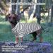 Petsmil XXL Dog Sweater - Stylish Striped Sweater for Medium & Small Dogs | Stretchy Black & White Dog Shirt for French Bulldogs - Buy Online on GoSupps.com