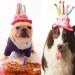 Cute Birthday Cake Hat for Pets with 5 Color Candles - Blue - Buy Online on GoSupps.com