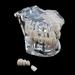 Boxwizard Tooth Model for Dentistry Students | Typodont Dental Diseases Teaching Aid - Adult Demonstration Tooth Model - Buy Online on GoSupps.com