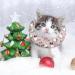 Kytpyi Halskrause Cat Collar - Adjustable Stain-Resistant Breathable Waterproof for Cats & Dogs (17-27cm) - Shop Now! - Buy Online on GoSupps.com