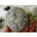 Natural Crystal Rough Natural Blue Celestite Cluster Geode Specimen Rock Gem for Home Decoration 1PC 500grams - Buy Online on GoSupps.com