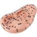 Buy Ear Zone PVC Acupuncture Point Model - Reflexology Teaching Aid for International Shipping - Buy Online on GoSupps.com