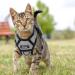 Breakproof Cat Leash Set & Adjustable Soft Kitten Vest | Reflective Stripes | Gray Small Cat Dishes | Ideal for Small Kittens - Buy Online on GoSupps.com