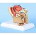 4X 1:2 Male Pelvic Model - Testicular Prostate Bladder Rectal & Urinary System | International Shipping Available - Buy Online on GoSupps.com