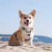 Buy POPOT No-Pull Dog Harness - Reflective Pet Vest for Training & Walking | Checker Beige Size M - Buy Online on GoSupps.com