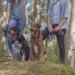 Trixie Drag Line S-M 10m 5mm Black - Long Dog Leash for Training & Outdoors - Ideal for Small to Medium Dogs - 19761 - Buy Online on GoSupps.com